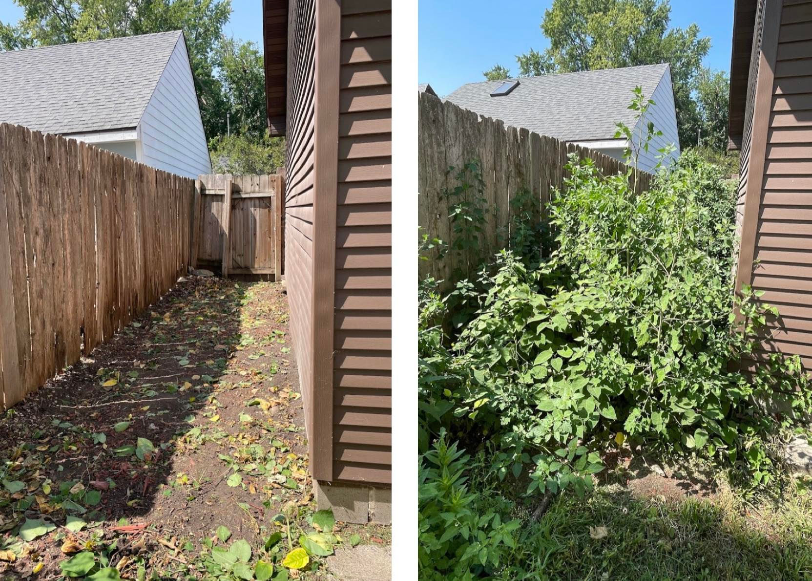 Before and After Weed removal