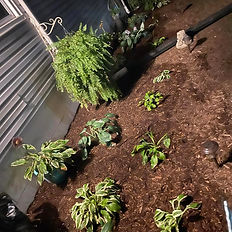 Brittany planting hostas, flowers and maintaining and establishing a flower bed.
