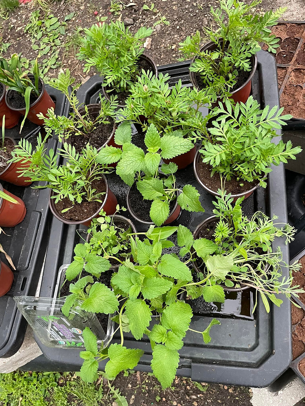 Growing plants, Propagated plants