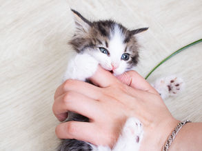 What to expect with kitten teething
