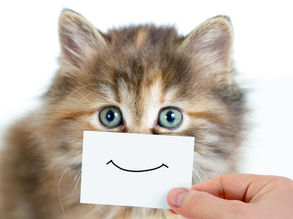 Amazing Facts about Cats