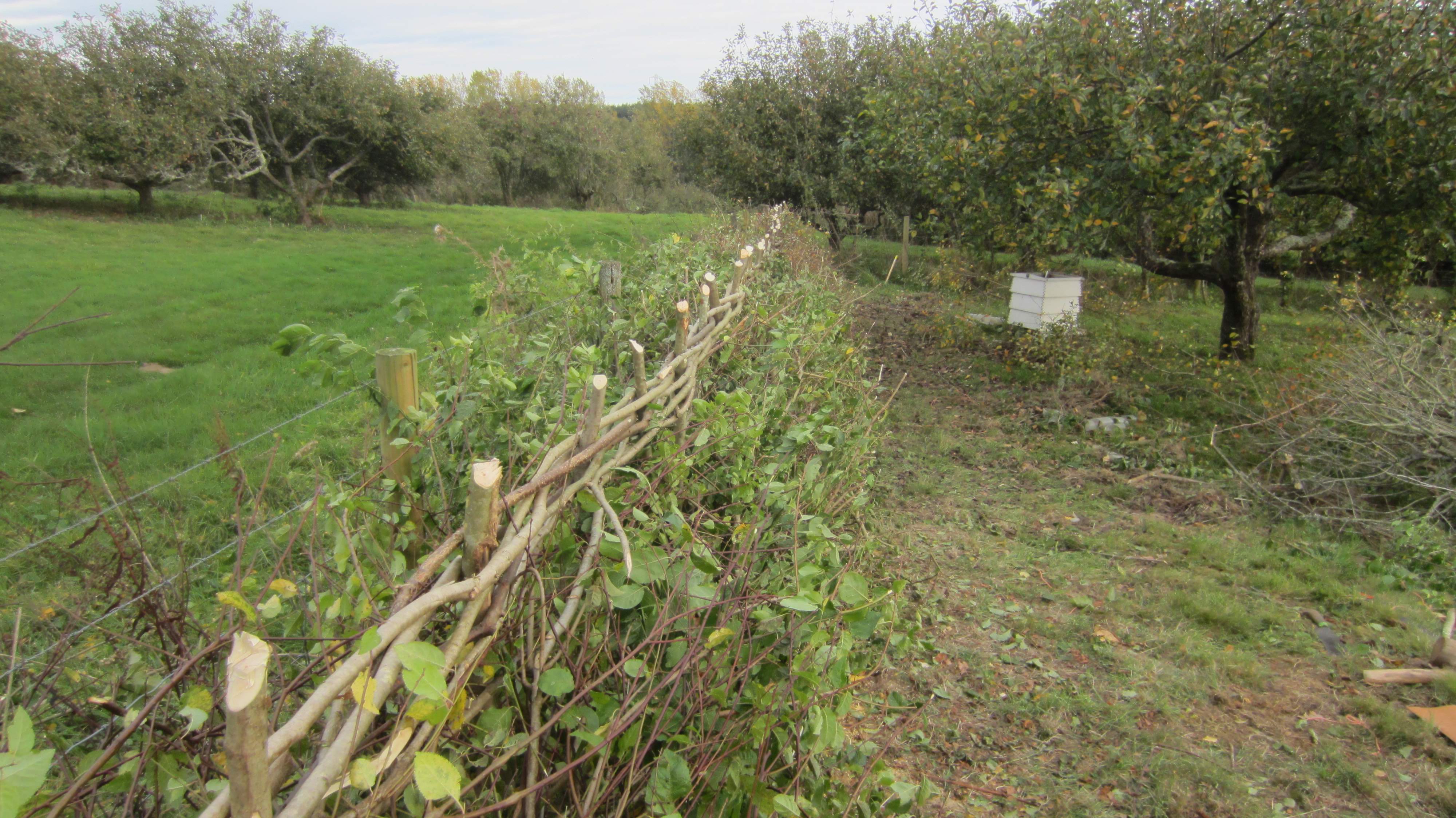 Hedgelaying