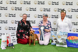 Aggy Puppy In Show SBTCV23 Sun_edited