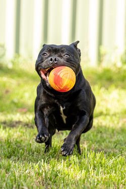 Trix play-0433_edited