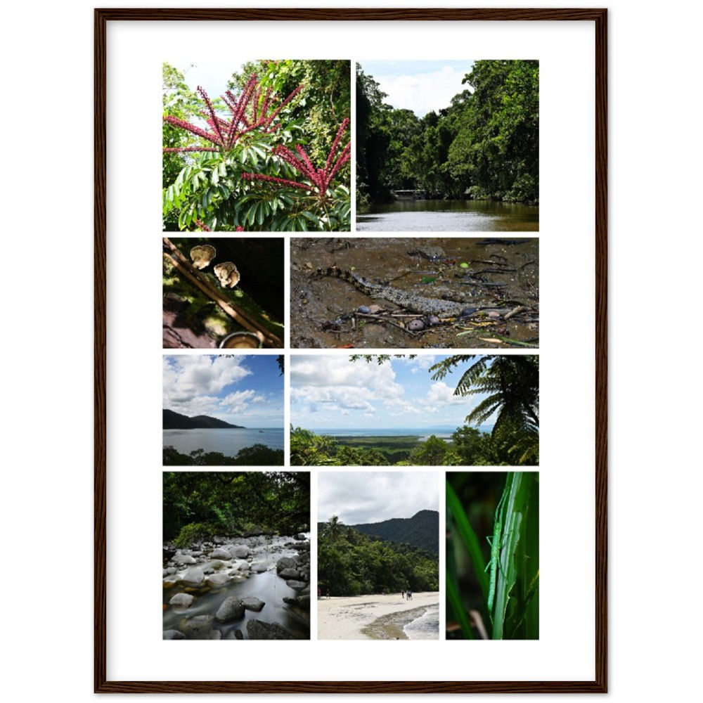 Daintree Collage
