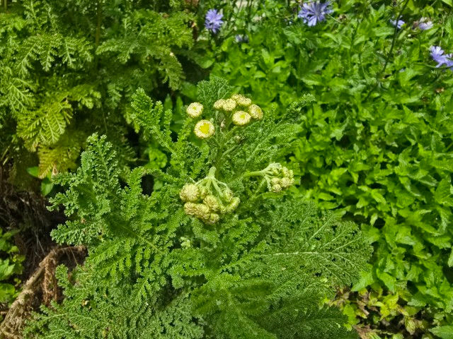 Sweet Wormwood Leaf Powder