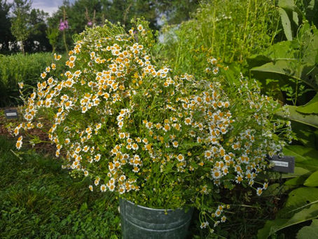 Feverfew