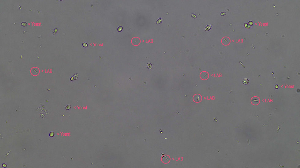 Lactobacillus (LABs)