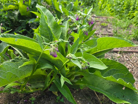 Comfrey