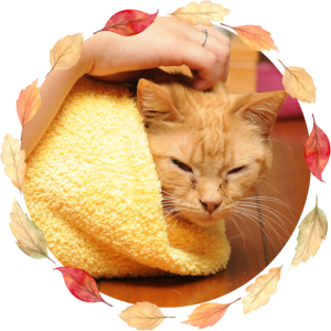 Have You Tried a Kitty Burrito?