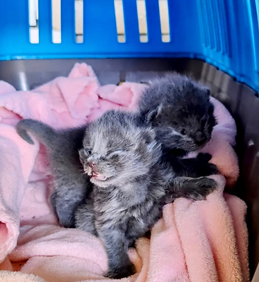 Rescued kittens