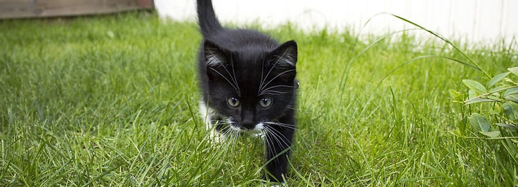 cat-g6105dcddb_1280_edited.jpg