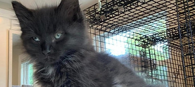 Long-haired black cat