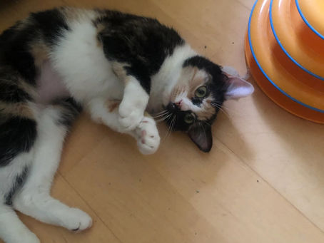 Mango up for adoption