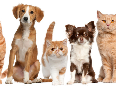 JOIN US FOR OUR 22nd ANNUAL WALK FOR ANIMALS FUNDRAISER