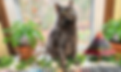 Energy Healing for Our Furry Friends: Orgonite For Life In The Home & Garden