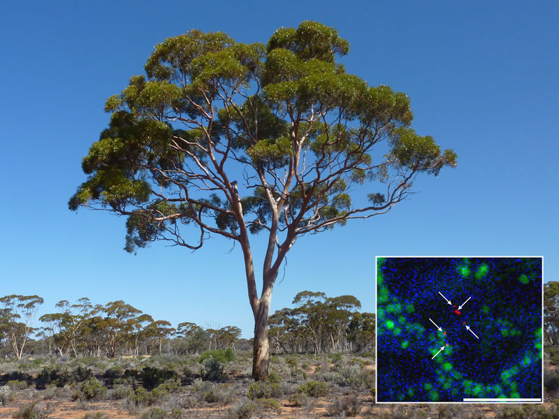 Photo of Gold Particles in Red surrounded by blue Calcium Oxalate Crystals (aka Limestone, Calcite, or Quartz.) Photo from "Natural gold particles in Eucalyptus leaves and their relevance to exploration for buried gold deposits." Lintern, M., Anand, R., Ryan, C. et al. Nat Commun 4, 2614 (2013).  https://www.nature.com/articles/ncomms3614 [2]