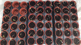 Germination at West Wittering Tree Nursery