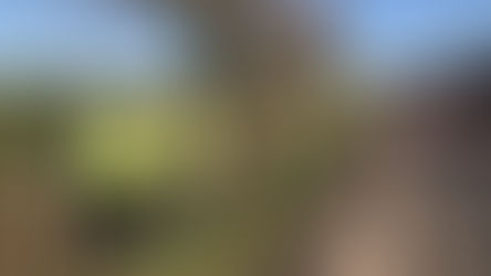 Willow Glen fence repairs