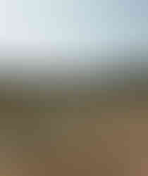 plantation paulownia