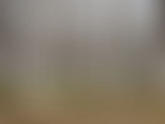 Le rendement du Paulownia : combien rapporte un hectare de plantation ?