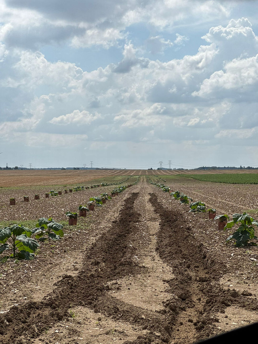 À Rumigny, ce projet est porté par un citoyen engagé, désireux de contribuer à la lutte contre le changement climatique à son échelle. Sur un terrain privé d’un hectare, il choisit d’implanter du Paulownia afin de créer un puits de carbone naturel, tout en favorisant le verdissement du paysage rural. Cette initiative démontre que la transition écologique peut aussi venir des particuliers non agricoles, en lien avec les enjeux du territoire.