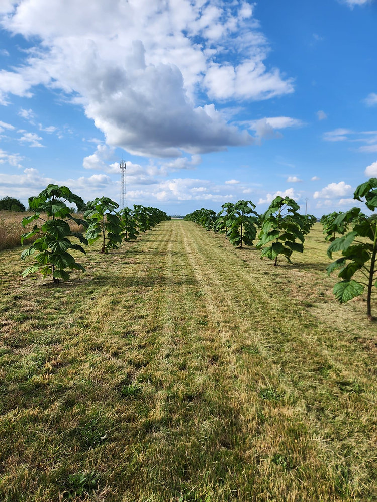 Combien De Paulownia Par Hectare