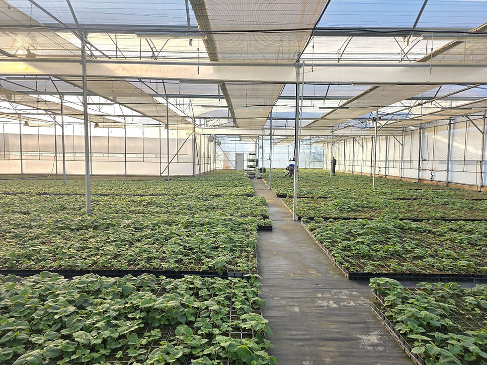 Pépinière paulownia