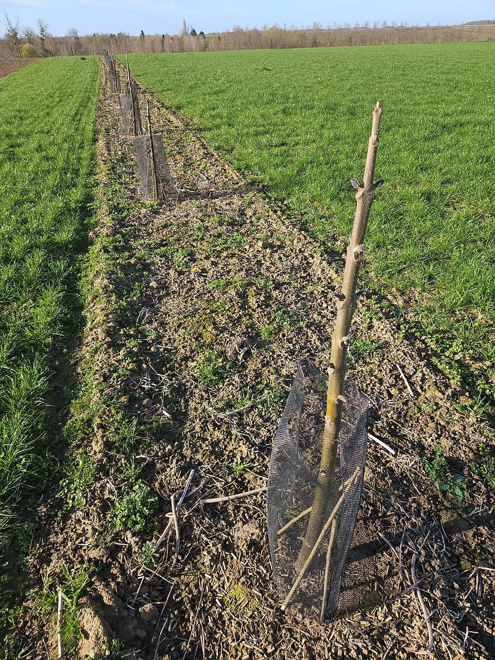paulownia et bourgeons