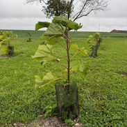 Plantation paulownia