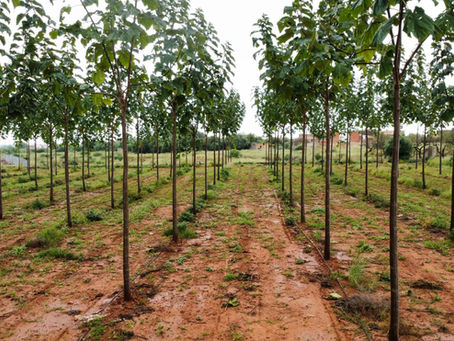 Où planter du Paulownia en France ?