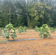 Plantation paulownia