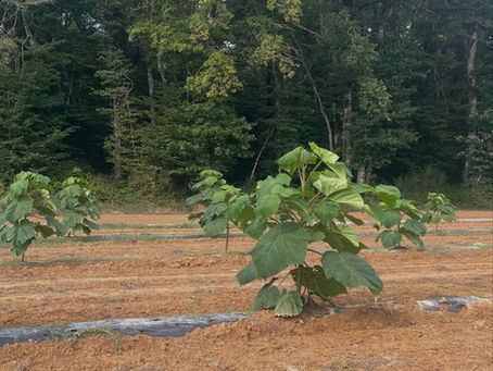 Paulownia et sol argileux : est-ce compatible ?