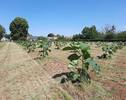Ce projet à Haute-Épine mise sur une plantation dense sur 0,5 hectare, avec 285 Paulownias. Il reflète une stratégie ciblée de valorisation foncière à petite échelle, en réponse à la recherche d’alternatives écologiques sur de faibles surfaces. Une micro-forêt performante, avec un impact carbone significatif à l’échelle locale.