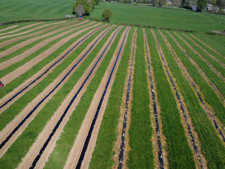 Réussir sa plantation de paulownia