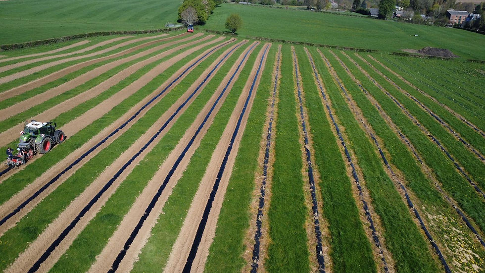 Réussir sa plantation de paulownia
