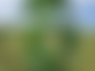 Diversification d’un vignoble : plantation de Paulownia