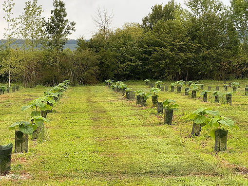 À Blancs-Coteaux, ce projet de 1 hectare prend place sur une ancienne peupleraie, aujourd’hui réhabilitée avec du Paulownia Turbo Pro. Le choix de cette essence rapide et peu exigeante permet une valorisation optimisée des sols forestiers dégradés