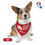 Thumbnail: Making Spirits Bright | Pet Partners Holiday Buckle Collar Bandana