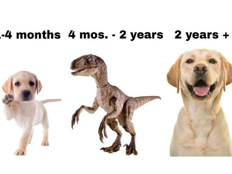 Puppy Gus and the T-Rex Phase