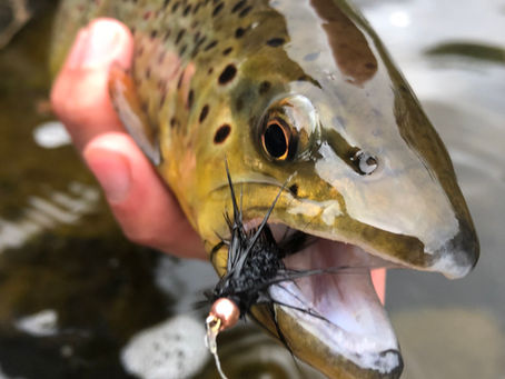 Flows Are Receding! Adirondack Brown Trout