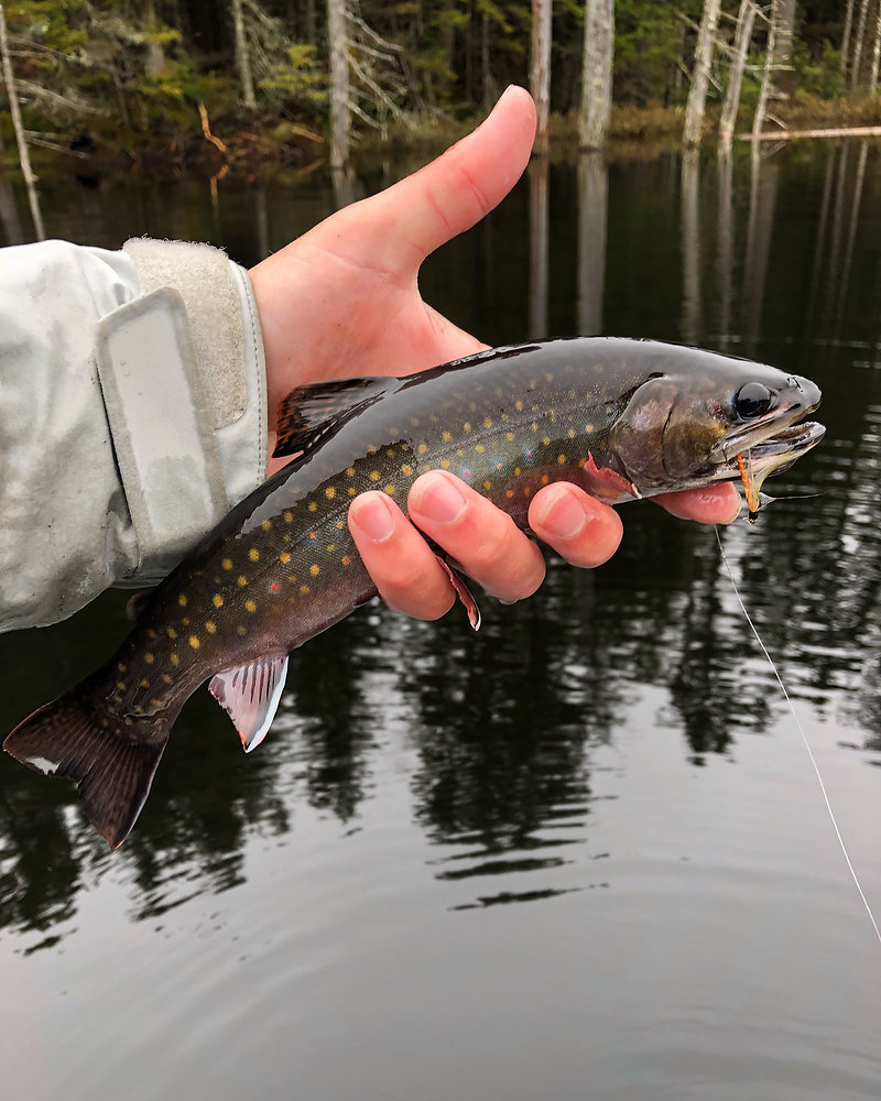 Adirondack Brook Trout Pond Fishing Spring 2019