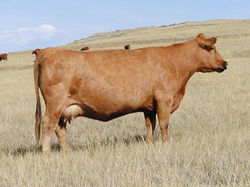 850_MLK CRK LAKOTA 850_1239087