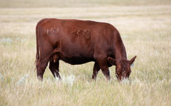 163_HRR PAULA 163_4453735_EDITED