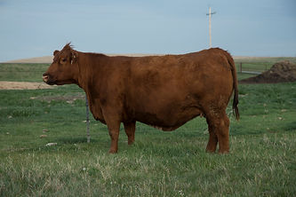 MGD, RED BAR-E-L BULL MEG 985W 1416703