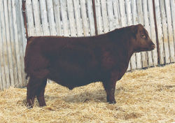 97M_FLYING K GALAXY 97M_edited