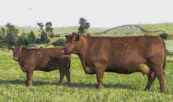 303_VDAR BLACKANA 303_761534_1024x607_rt