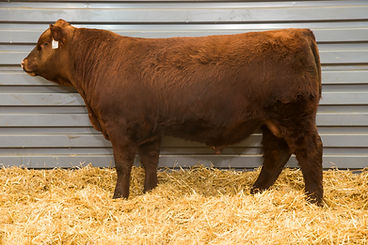 RIDGE COMPASS 0039_edited.jpg