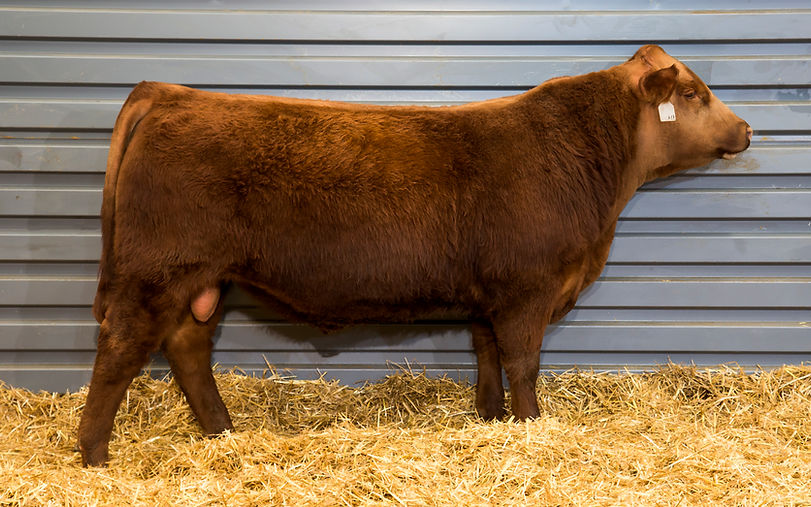 LOT 21_8319_HRR PRO 8319_3962911_rt_crop