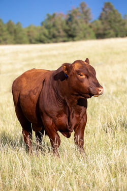 2051_RIDGE AVALANCHE 2051_4621947_AUGUGUST 2023_1 YEAR OF AGE (4)